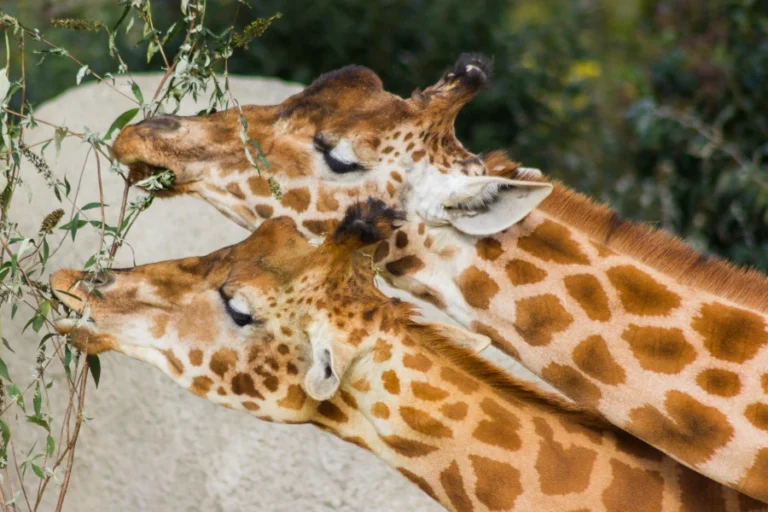 Paris Zoo + Disneyland® Paris: 1-Day, 1-Park Ticket