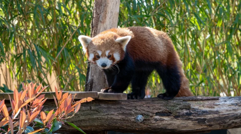 Red Panda at the Jardin des Plantes Zoo