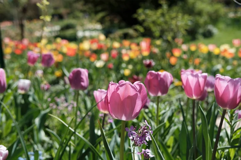 Guided tour of Monet's House and Gardens