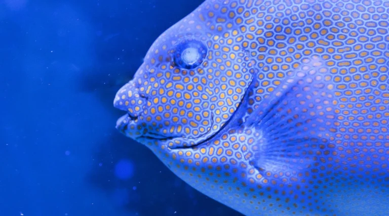 Detail of a fish in the Paris Aquarium