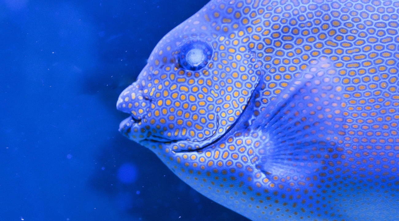Detail of a fish in the Paris Aquarium