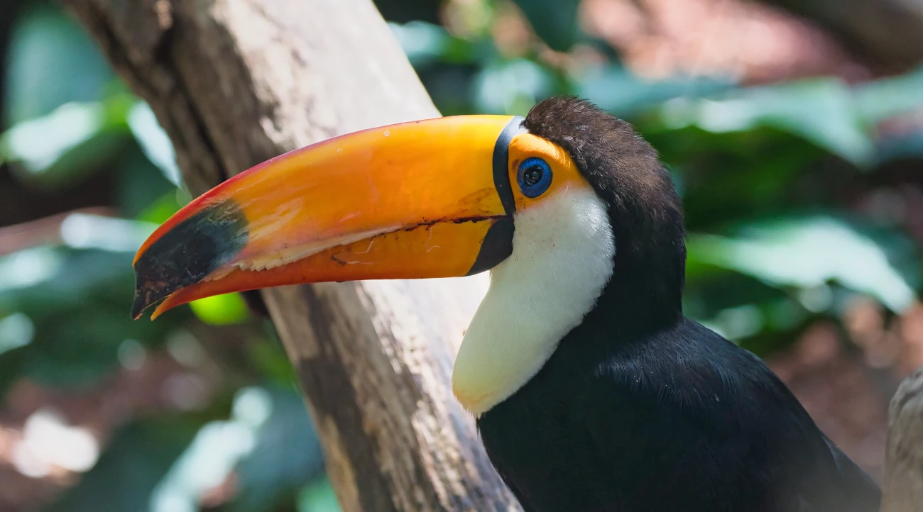 Toucan in the Paris Zoological Park